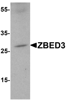 ZBED3 Antibody