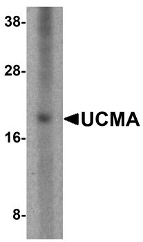 UCMA Antibody