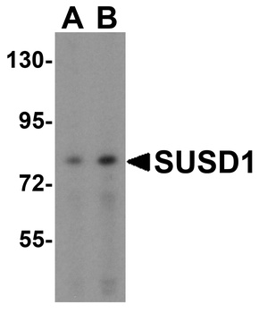 SUSD1 Antibody