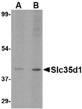 SLC35D1 Antibody