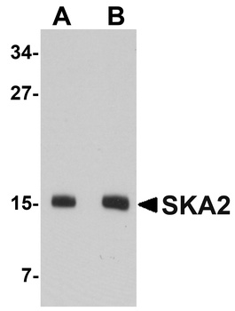 SKA2 Antibody