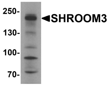 SHROOM3 Antibody