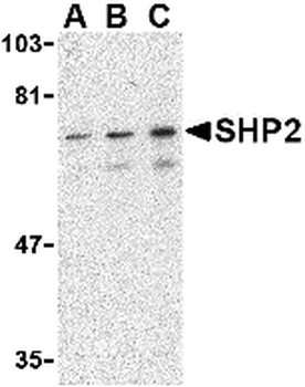 PTPN11 Antibody
