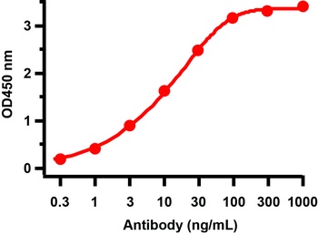 ORF10 Antibody