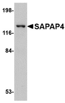 DLGAP4 Antibody