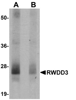 RWDD3 Antibody