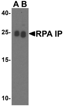 RPAIN Antibody