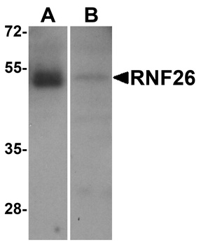 RNF26 Antibody