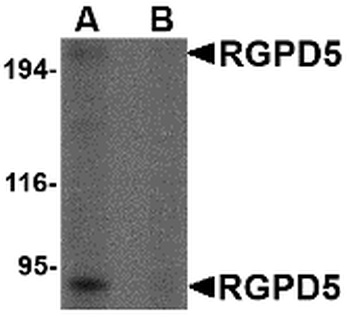 RGPD5 Antibody