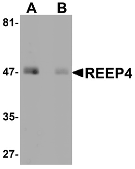 REEP4 Antibody