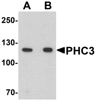 PHC3 Antibody