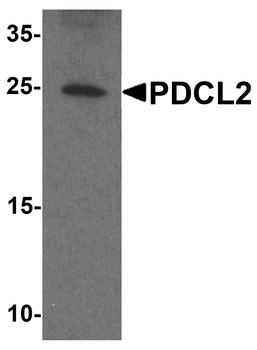PDCL2 Antibody
