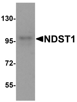 NDST1 Antibody