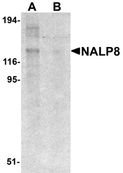 NLRP8 Antibody