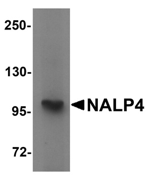 NLRP4 Antibody