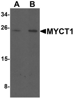 MYCT1 Antibody