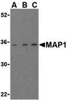 MAP1 Antibody