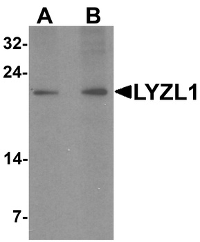 LYZL1 Antibody