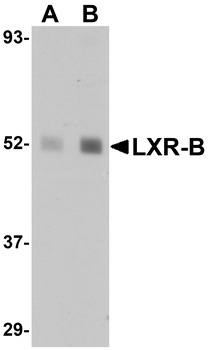 NR1H2 Antibody