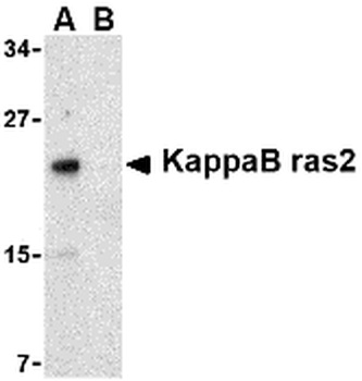 NKIRAS2 Antibody