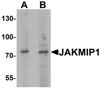 JAKMIP1 Antibody