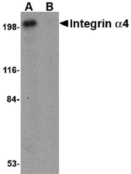 ITGA4 Antibody