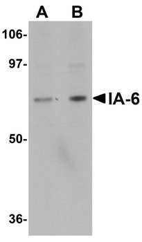 INSM2 Antibody