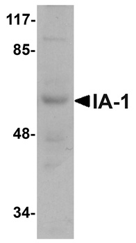 INSM1 Antibody