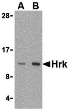 Hrk Antibody