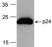 HIV-1 p24 Antibody [8G9] (HRP)