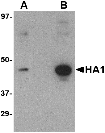 Hemagglutinin Antibody [1E6A7]
