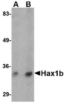 HAX1 Antibody