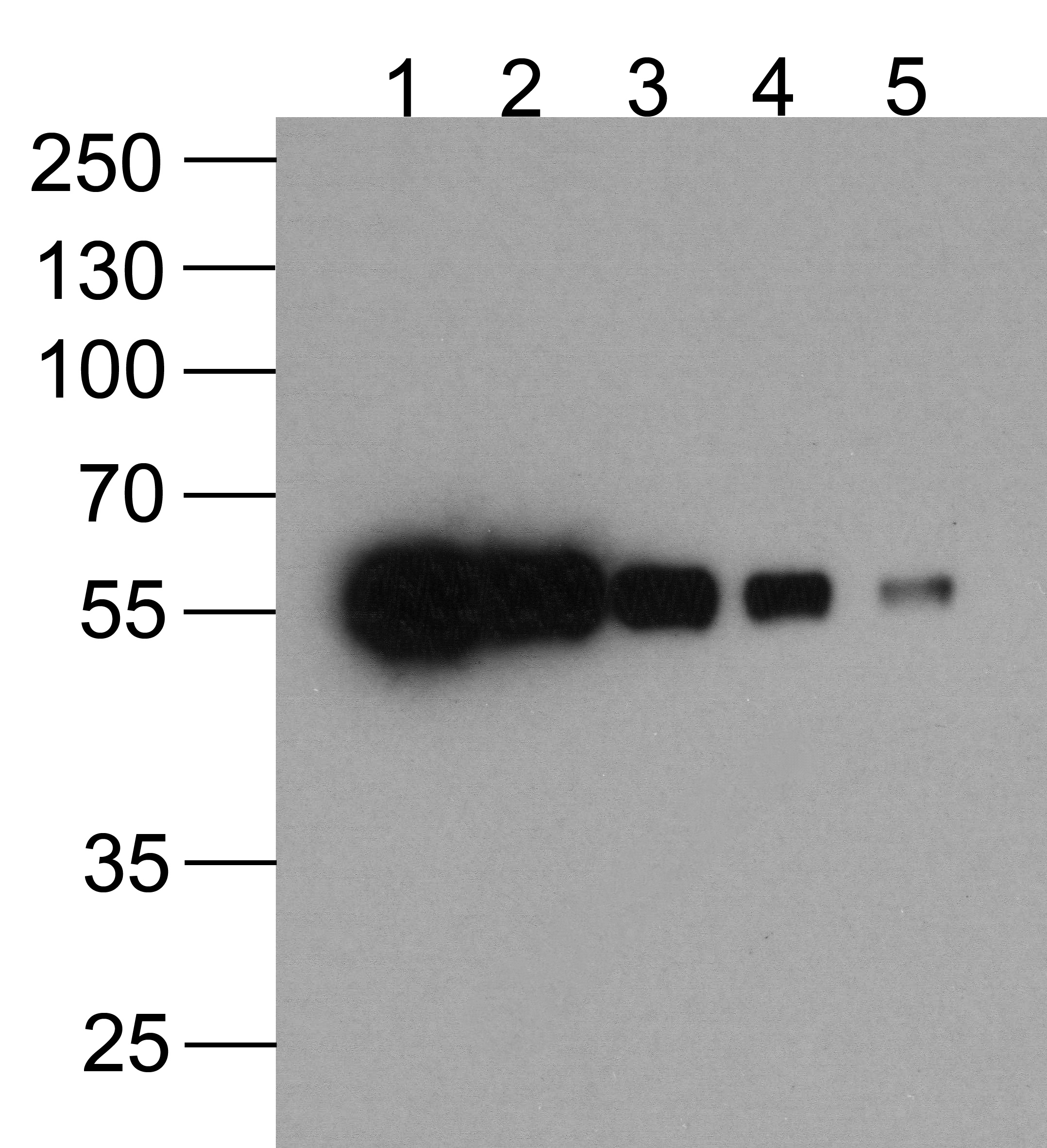HAT-tag Antibody [4A6F3] (biotin)