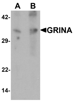 GRINA Antibody