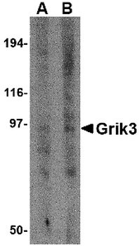 GRIK3 Antibody