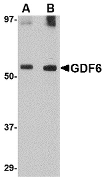 GDF6 Antibody