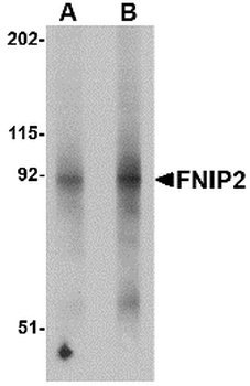 FNIP2 Antibody