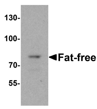 Fat Free Antibody
