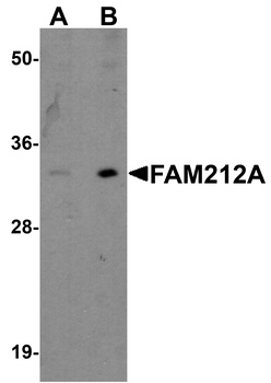 FAM212A Antibody