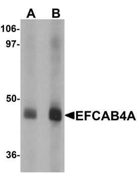 EFCAB4A Antibody