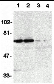 TNFRSF21 Antibody