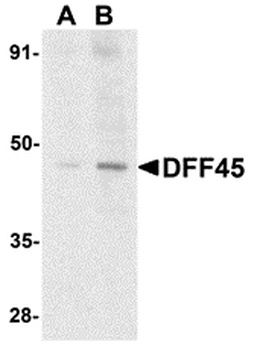 DFFA Antibody