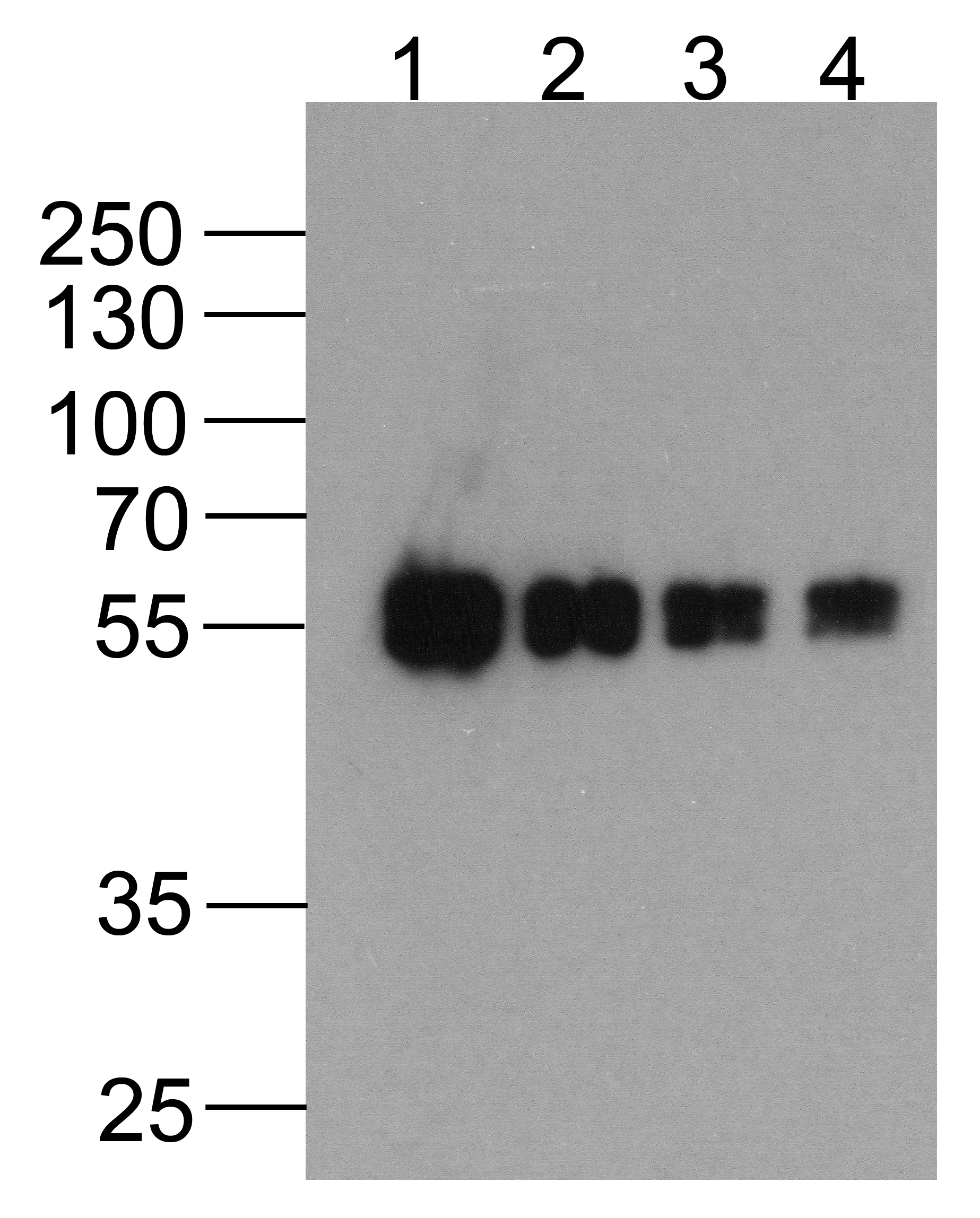 ACTB Antibody (Biotin)