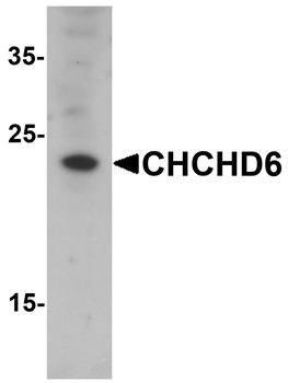 CHCHD6 Antibody