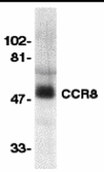 CCR8 Antibody