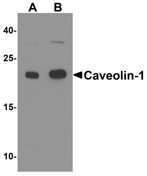 CAV1 Antibody