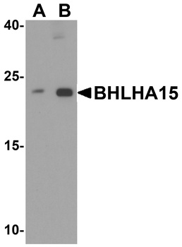 BHLHA15 Antibody