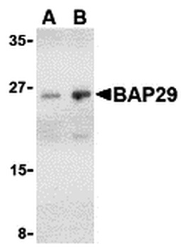 BCAP29 Antibody