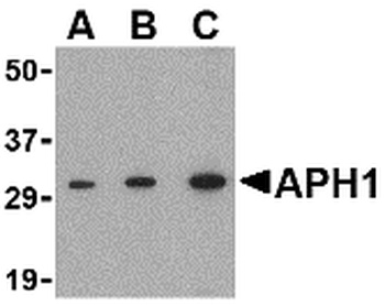 APH1A Antibody