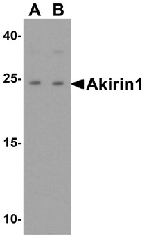 AKIRIN1 Antibody
